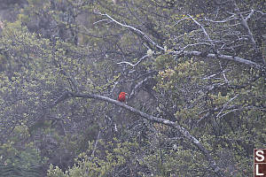 Scarlet Honeycreeper Little Closer