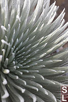 Silversword Detail