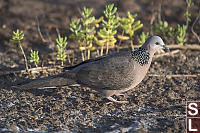 Dove On The Ground