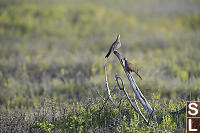 Doves In The Marsh