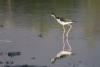 Hawaiian Stilt IReflected