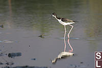 Hawaiian Stilt IReflected