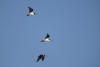 Hawaiian Stilt In Flight