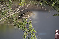 Juvenile Night Heron