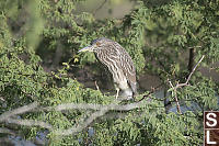 Night Heron Behind Branches