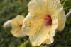 Yellow Hibiscus