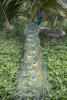 Peacock Tail On Ground