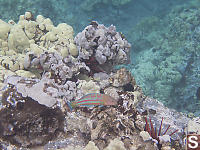 Christmas Wrasse