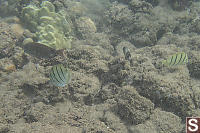 Convict Tang