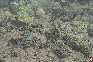 Convict Tang