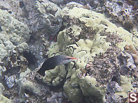 Female Bird Wrasse