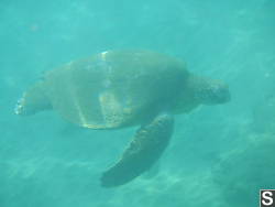 Nara Green Sea Turtle