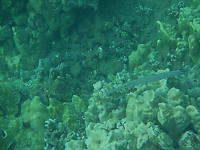 Pacific Trumpetfish