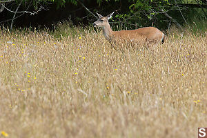 Mule Deer In The Grass