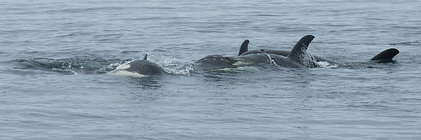 One Male Three Females