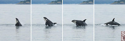 Orca Breaching Composite