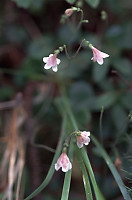 Pink Bells