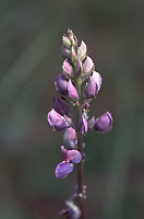 Artic Lupine