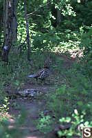 Ruffed Grouse