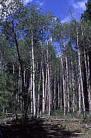 Stand of Birch