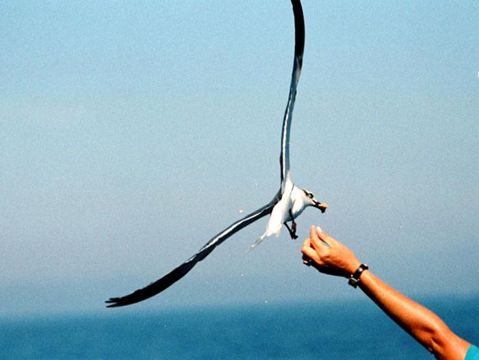 bird catching