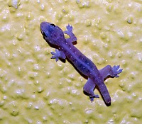 Gecko