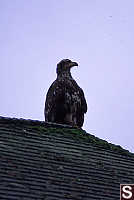 Juvenile Bald Eagle Drying Wings