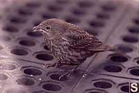 Fox Sparrow On Skid Mat