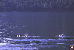 Harbour Porpoises in Bentinck Arm