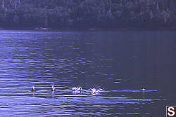 Harbour Porpoises in Bentinck Arm