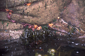 Purple Stars Clinging to Rocks