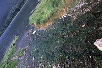 Slimy Creek from Eucott Hot Spring