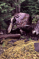 Collapsed Cottage