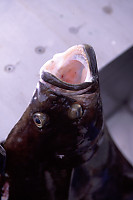 Halibut Being Cleaned