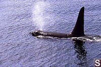 Male Orca Blowing