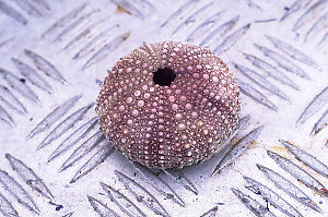 Purple Sea Urchin Shell
