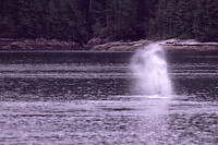 Humpback Whale Blow