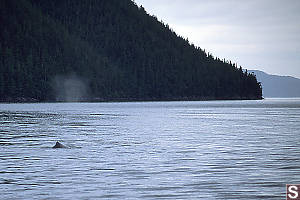 Humpback in Burke Channel