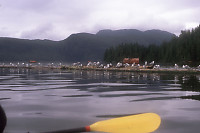 Sea Gulls on Log Pond at Nootsum River