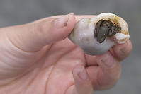 Hermit Crab In Shell