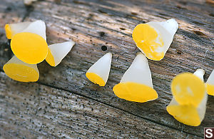 Golden Jelly Cones On Wood