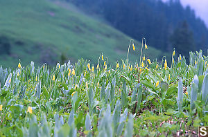 Patch Of Yellow Glacier Lilies