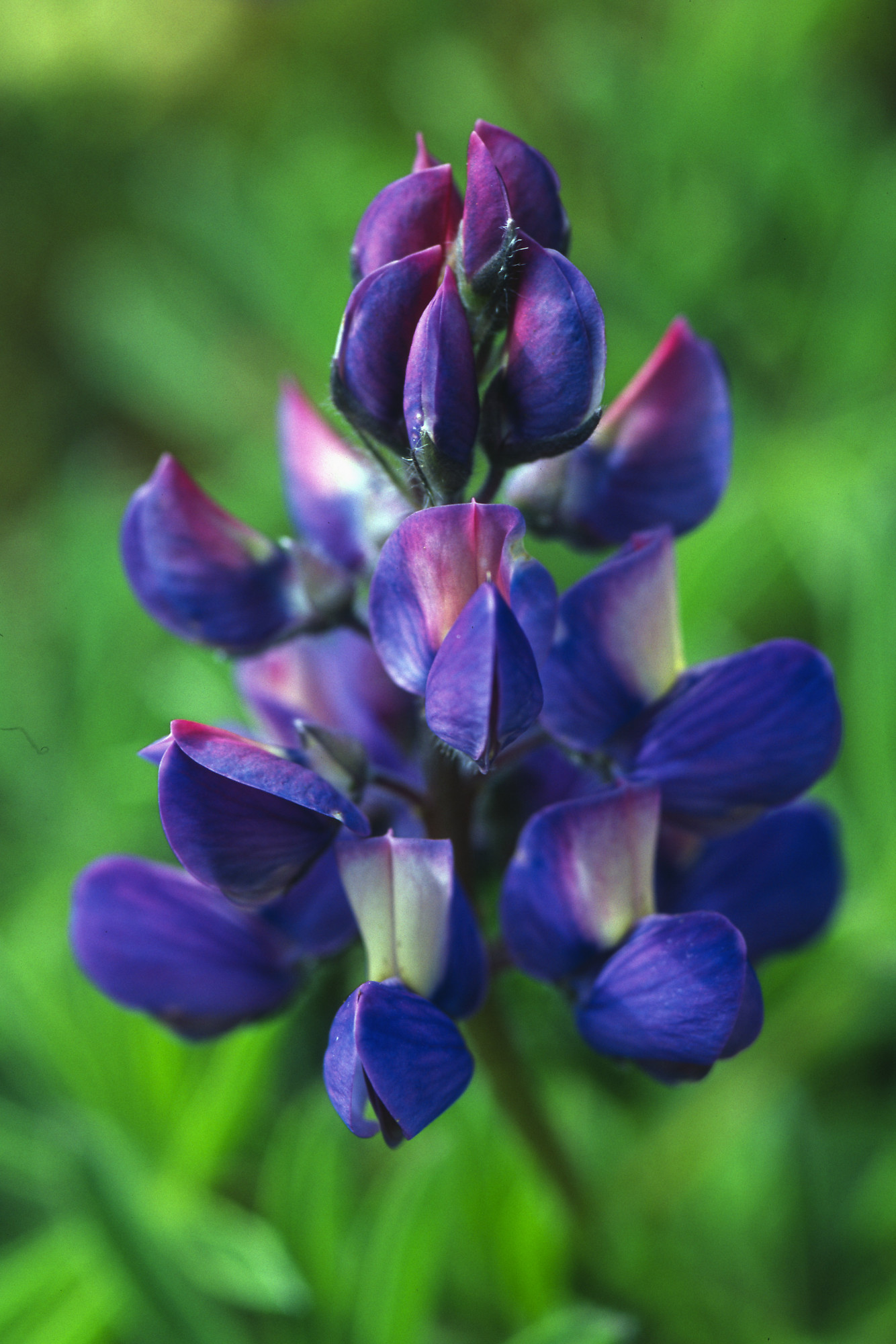 Alpine Lupine
