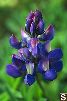 Alpine Lupine