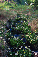 Marsh Marigold In Stream