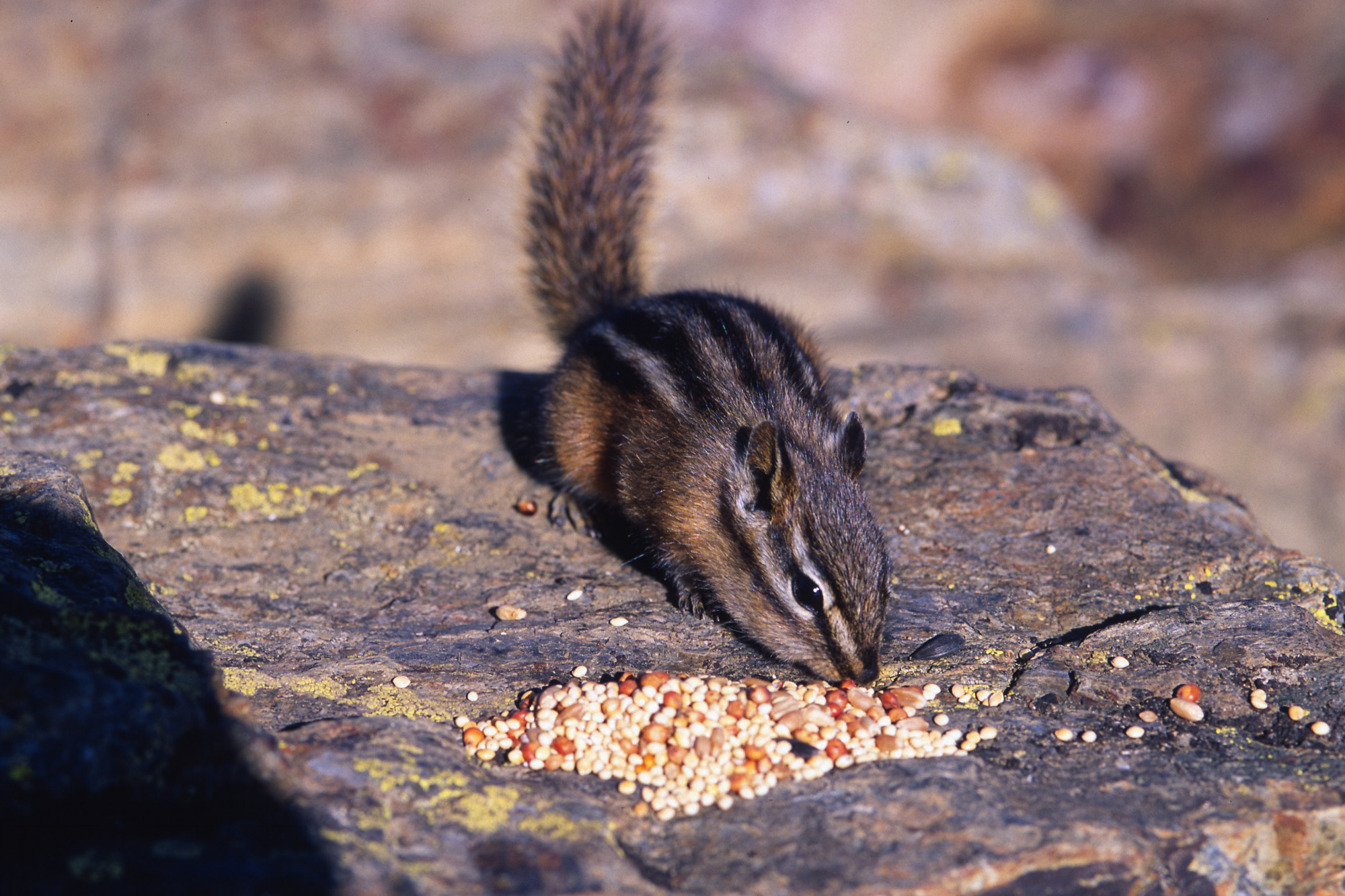 chipmunk eating bird seed chipmunk eating bird seed