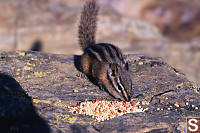 Chipmunk Eating Bird Seed
