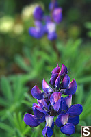 Two Alpine Lupin