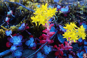 Broad Leaved Stonecrop