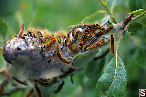 California Tent Caterpillar